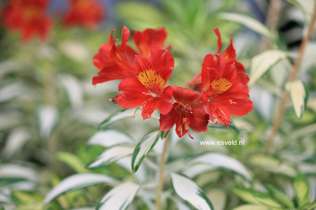 Alstroemeria 'Rock 'n Roll' (31266)