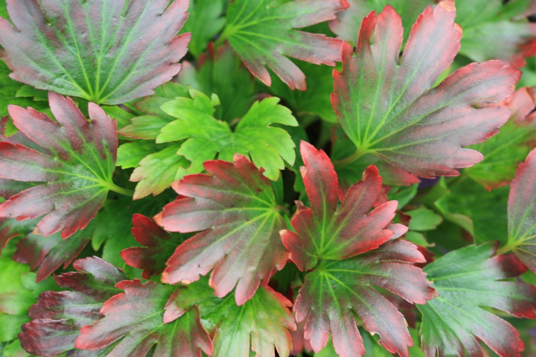 Mukdenia rossii 'Crimson Fans'