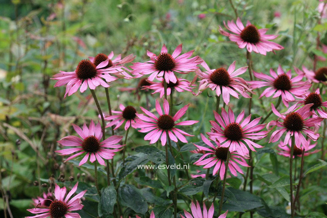 Echinacea purpurea 'Rubinstern'