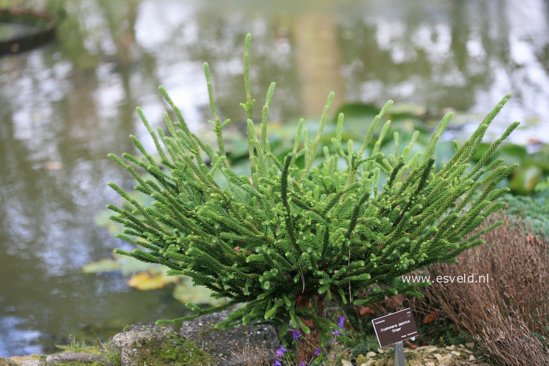 Cryptomeria japonica 'Dinger'