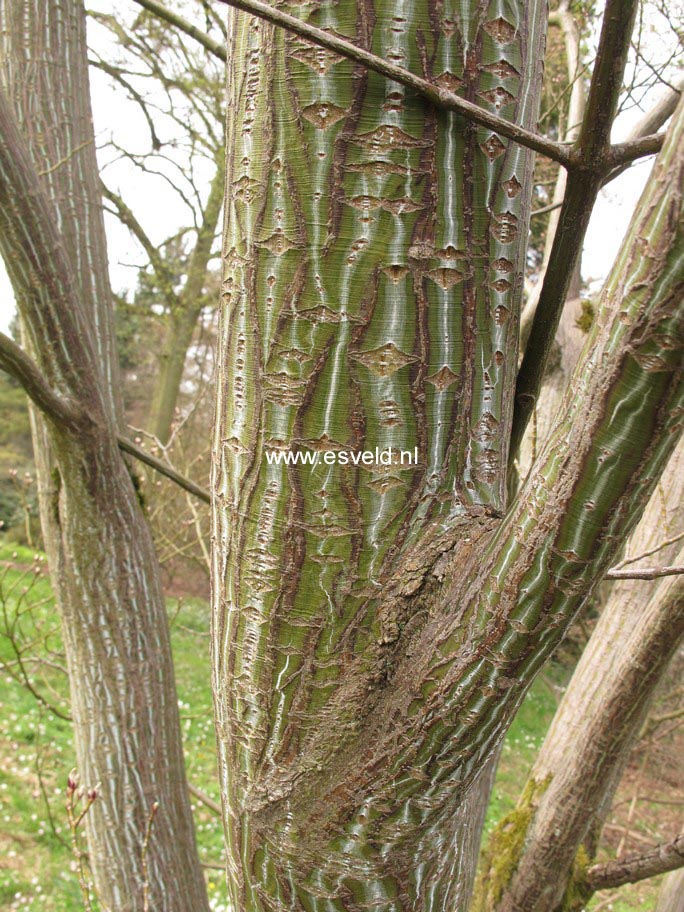 Acer capillipes