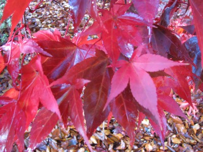 Acer palmatum 'Osakazuki'