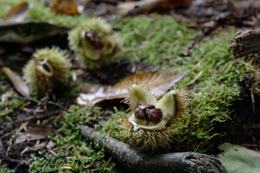 Castanea sativa