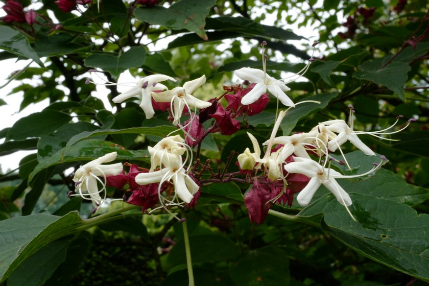 Clerodendrum trichotomum