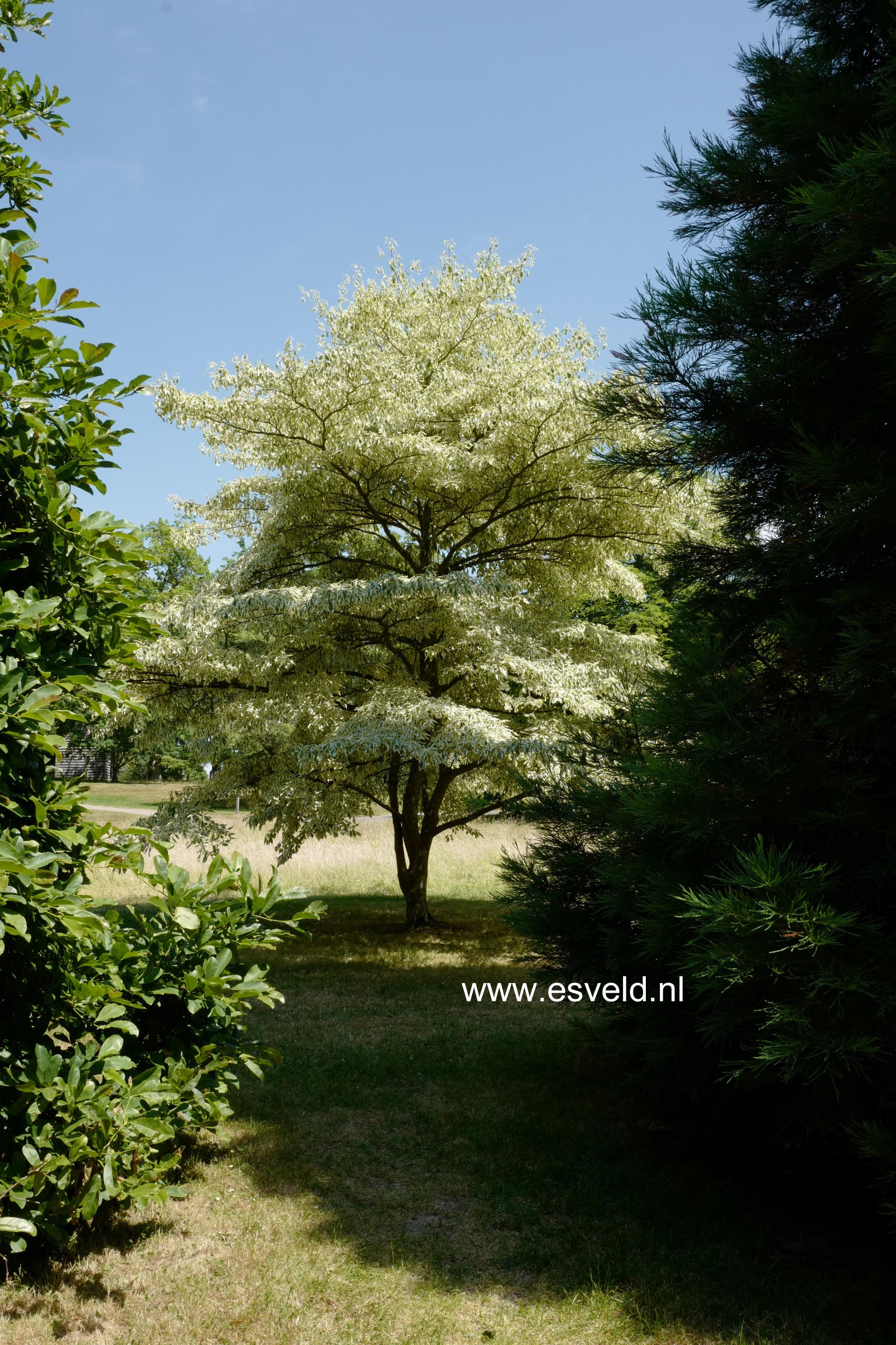 Cornus controversa 'Variegata'