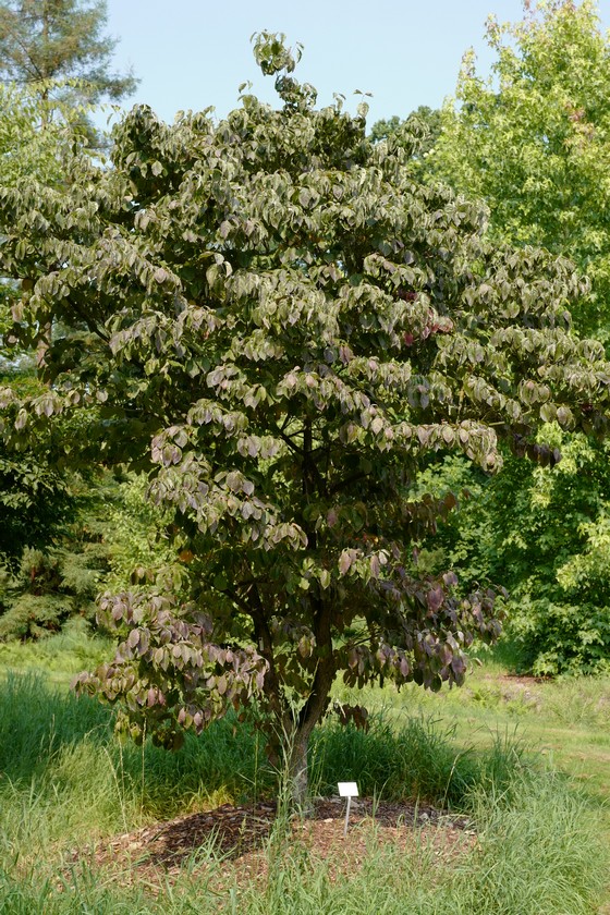 Cornus florida