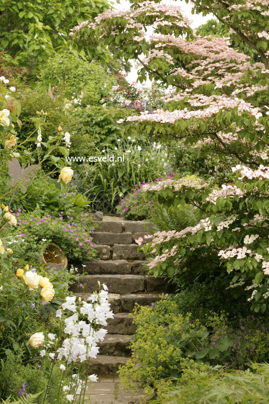 Cornus kousa 'Satomi'