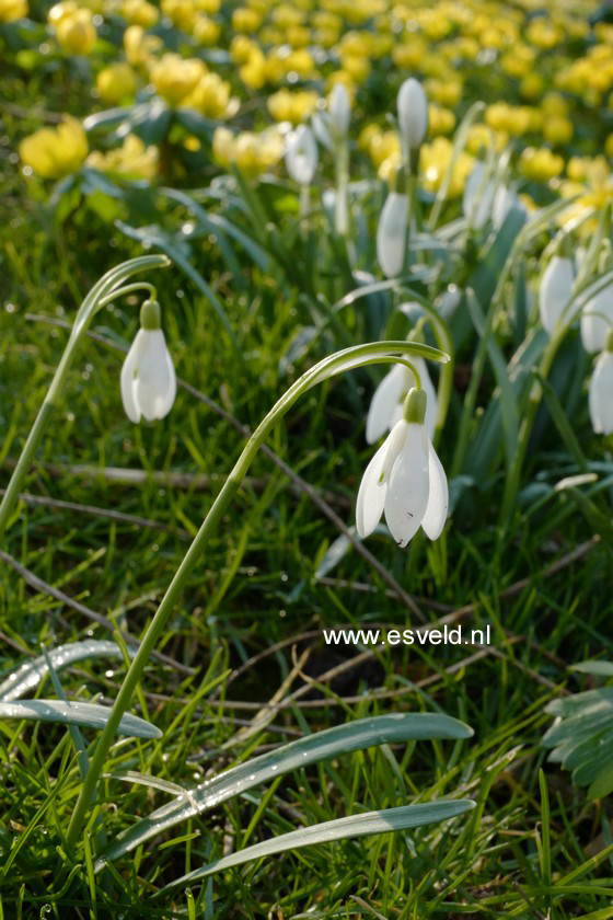 Galanthus nivalis