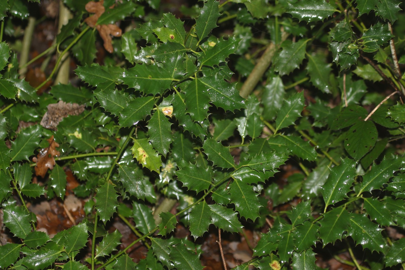 Ilex aquifolium
