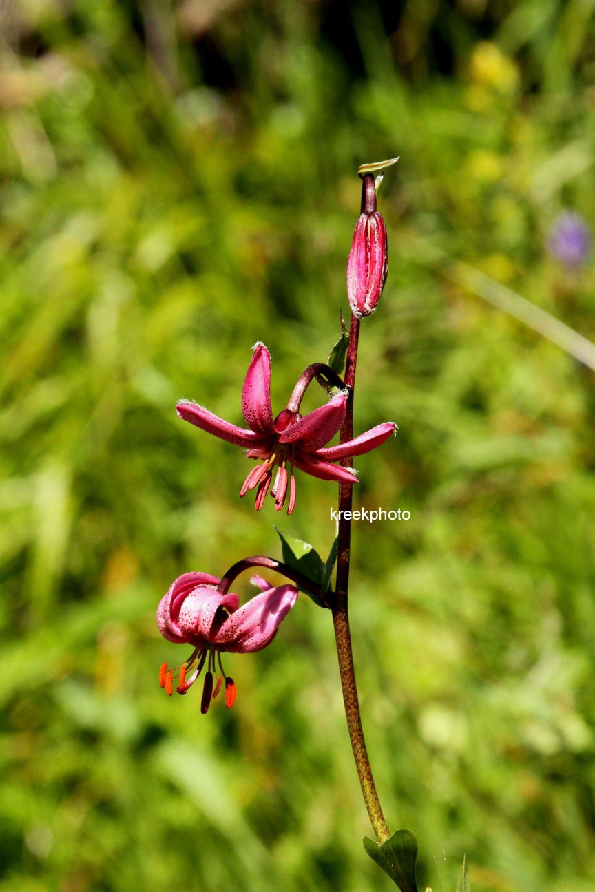 Lilium martagon