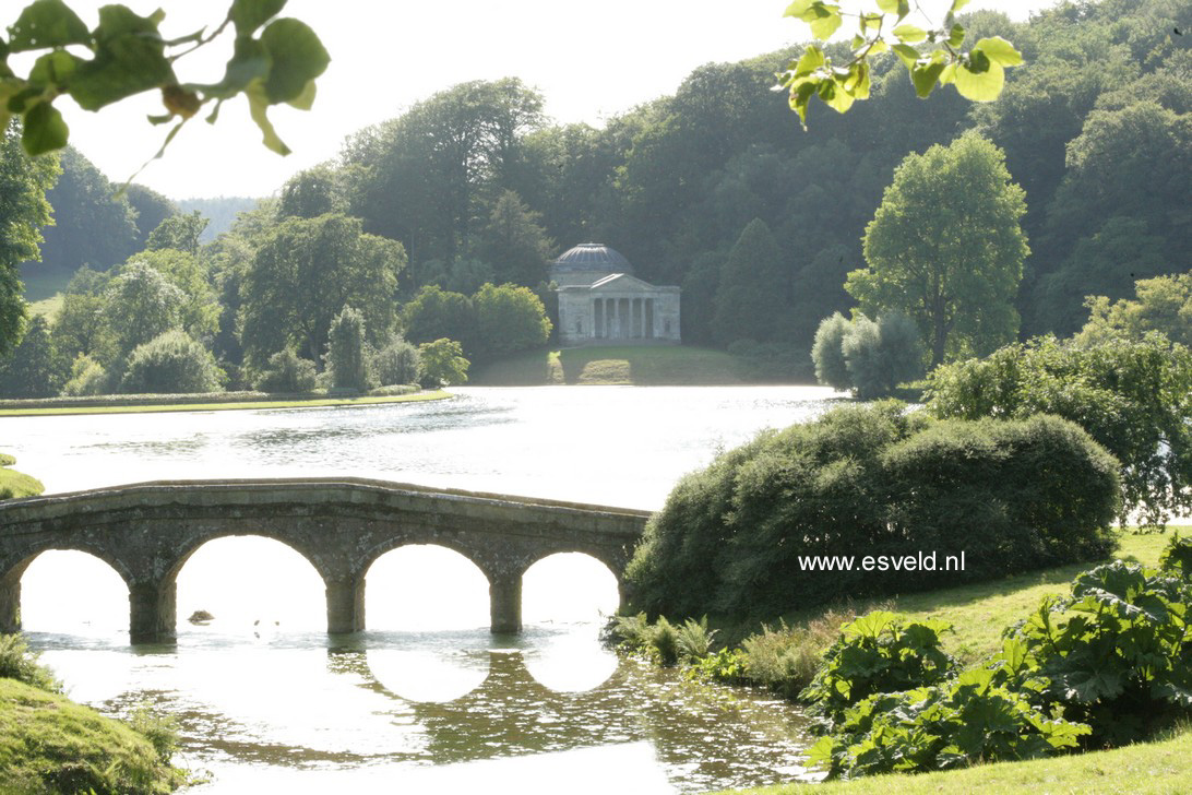 Liriodendron tulipifera
