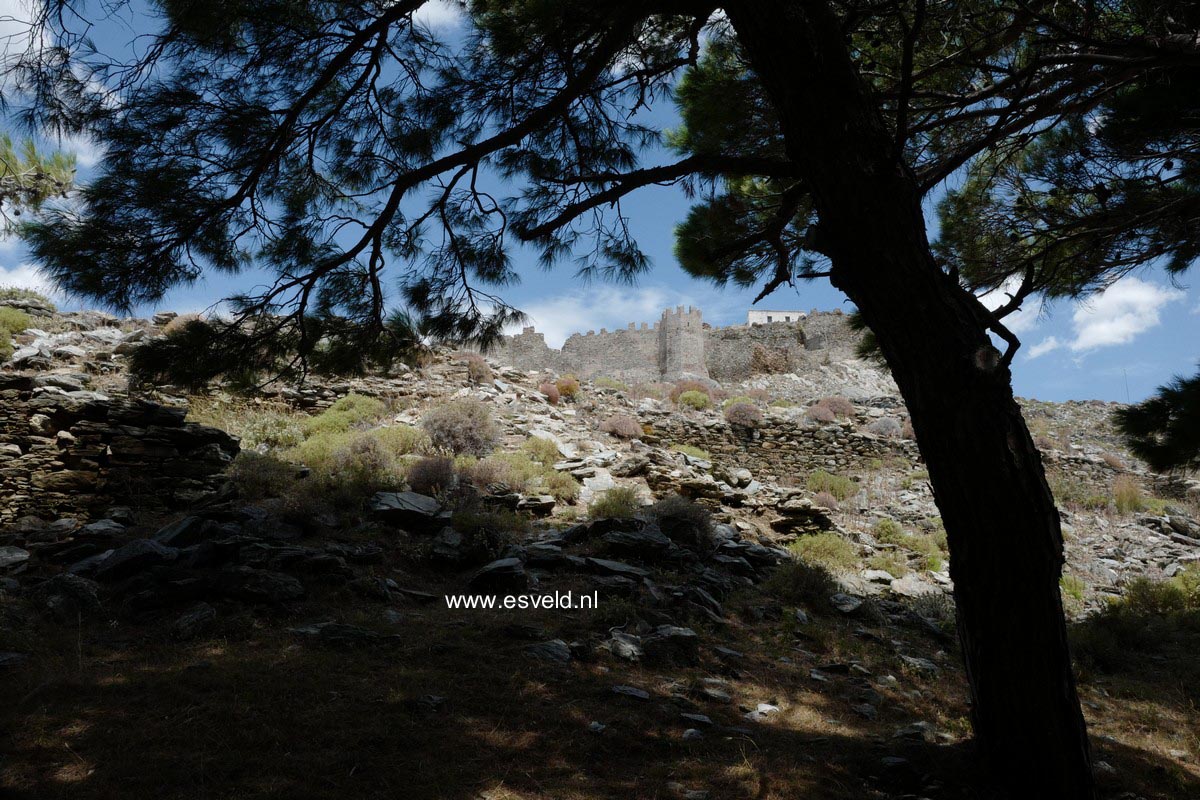 Pinus halepensis