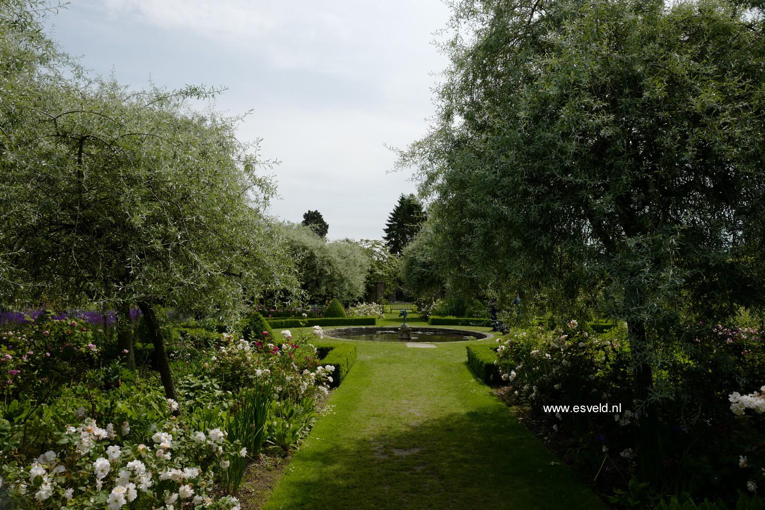 Pyrus salicifolia 'Pendula'