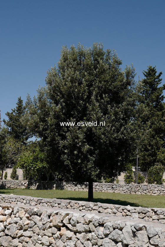Quercus ilex