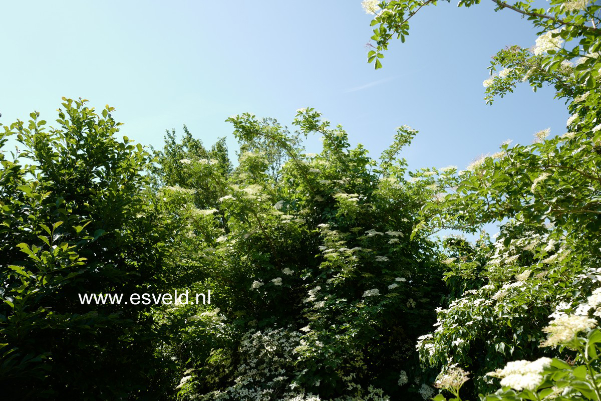 Sambucus nigra