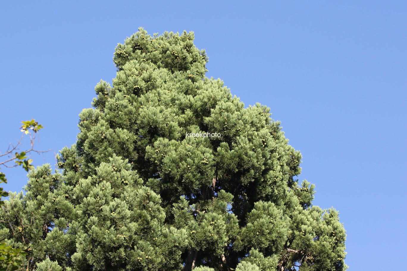 Sequoiadendron giganteum