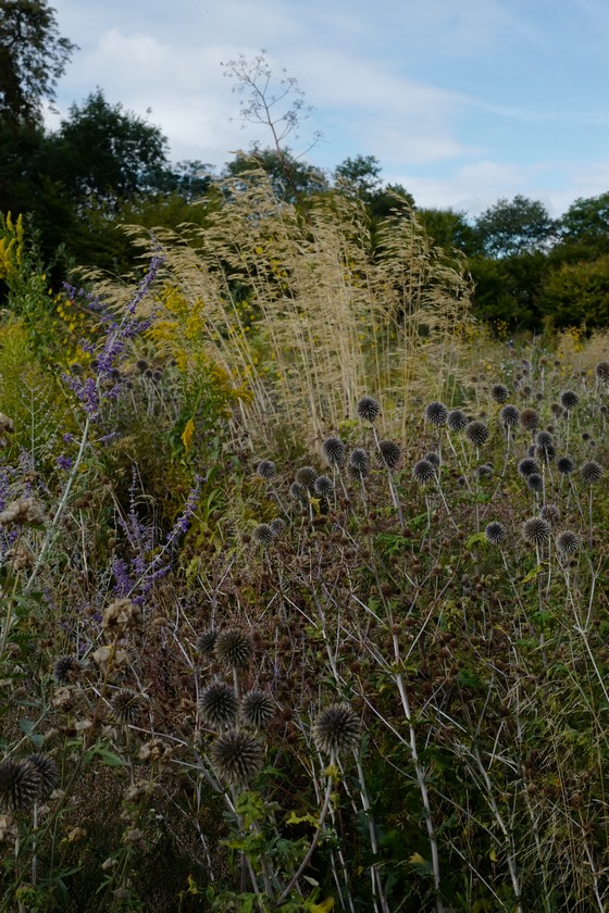 Stipa gigantea