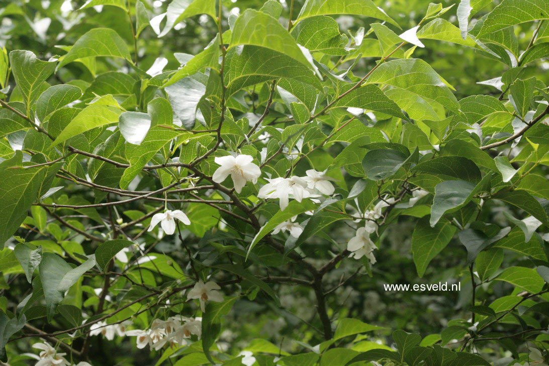 Styrax japonicus