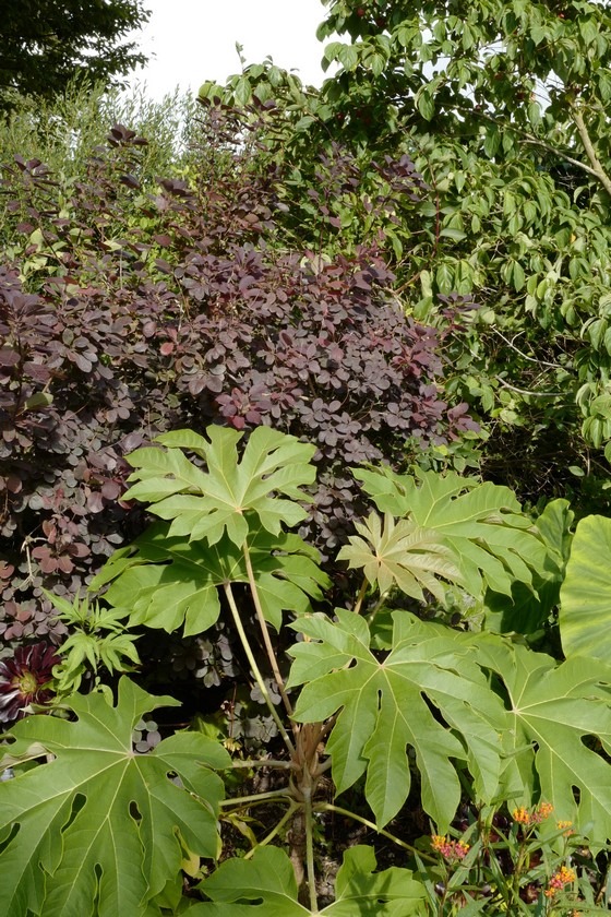 Tetrapanax papyrifer