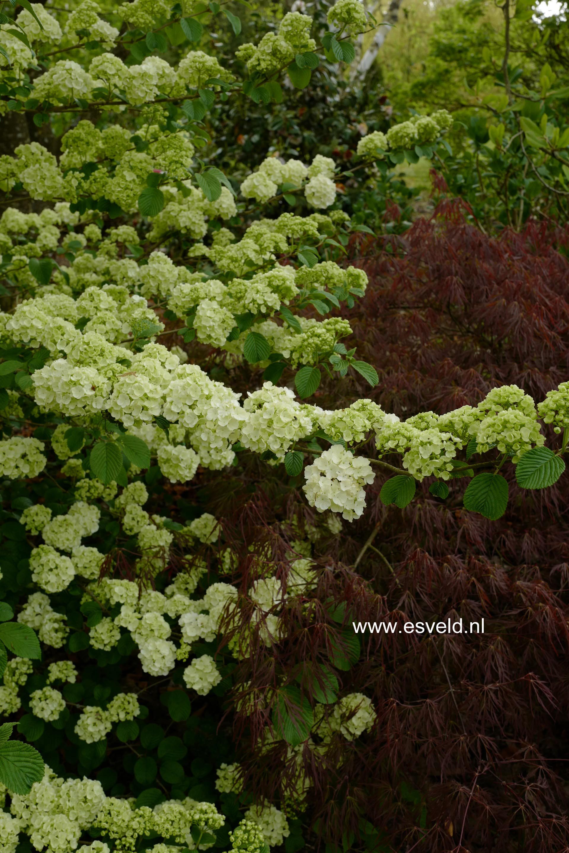 Viburnum plicatum 'Grandiflorum'