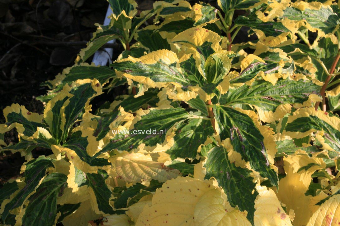 Hydrangea macrophylla 'Neyosh' (GOLDRUSH)