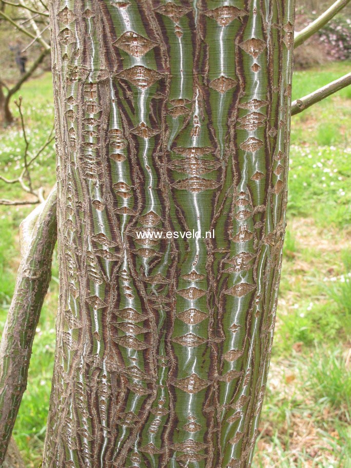Acer capillipes