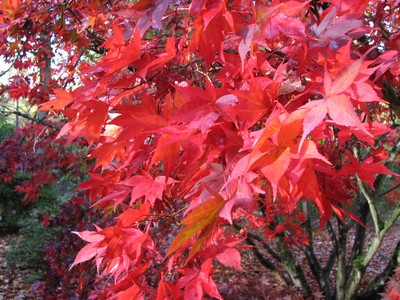 Acer palmatum 'Osakazuki'