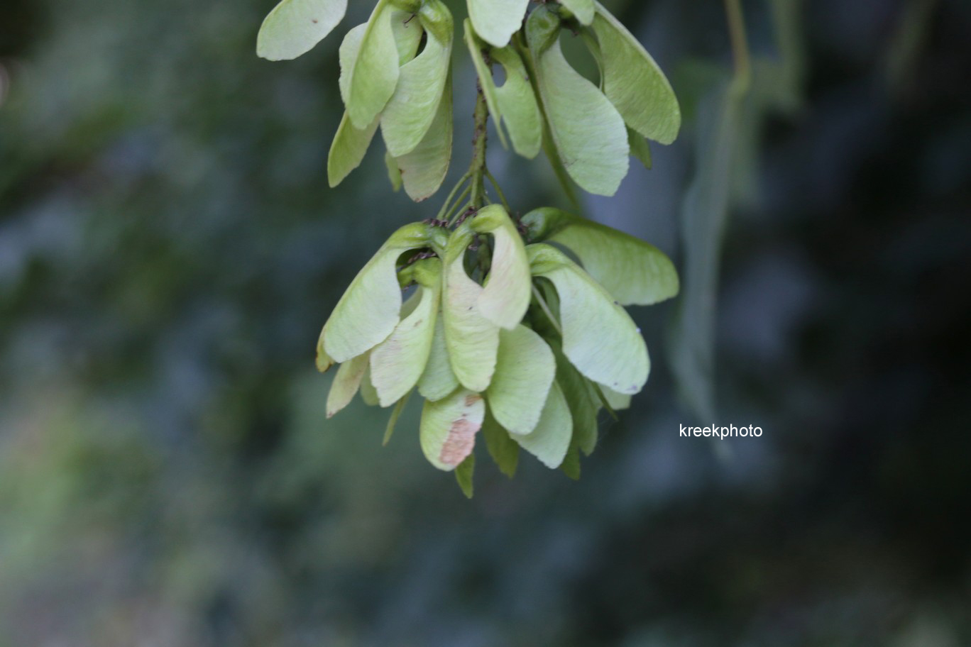Acer pseudoplatanus