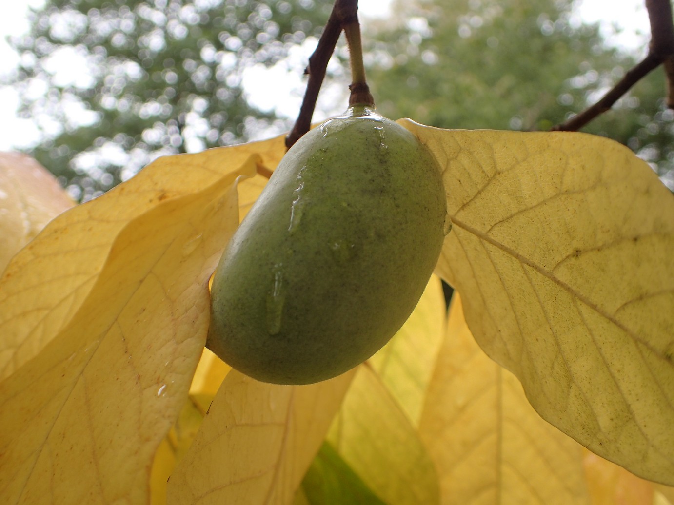 Asimina triloba