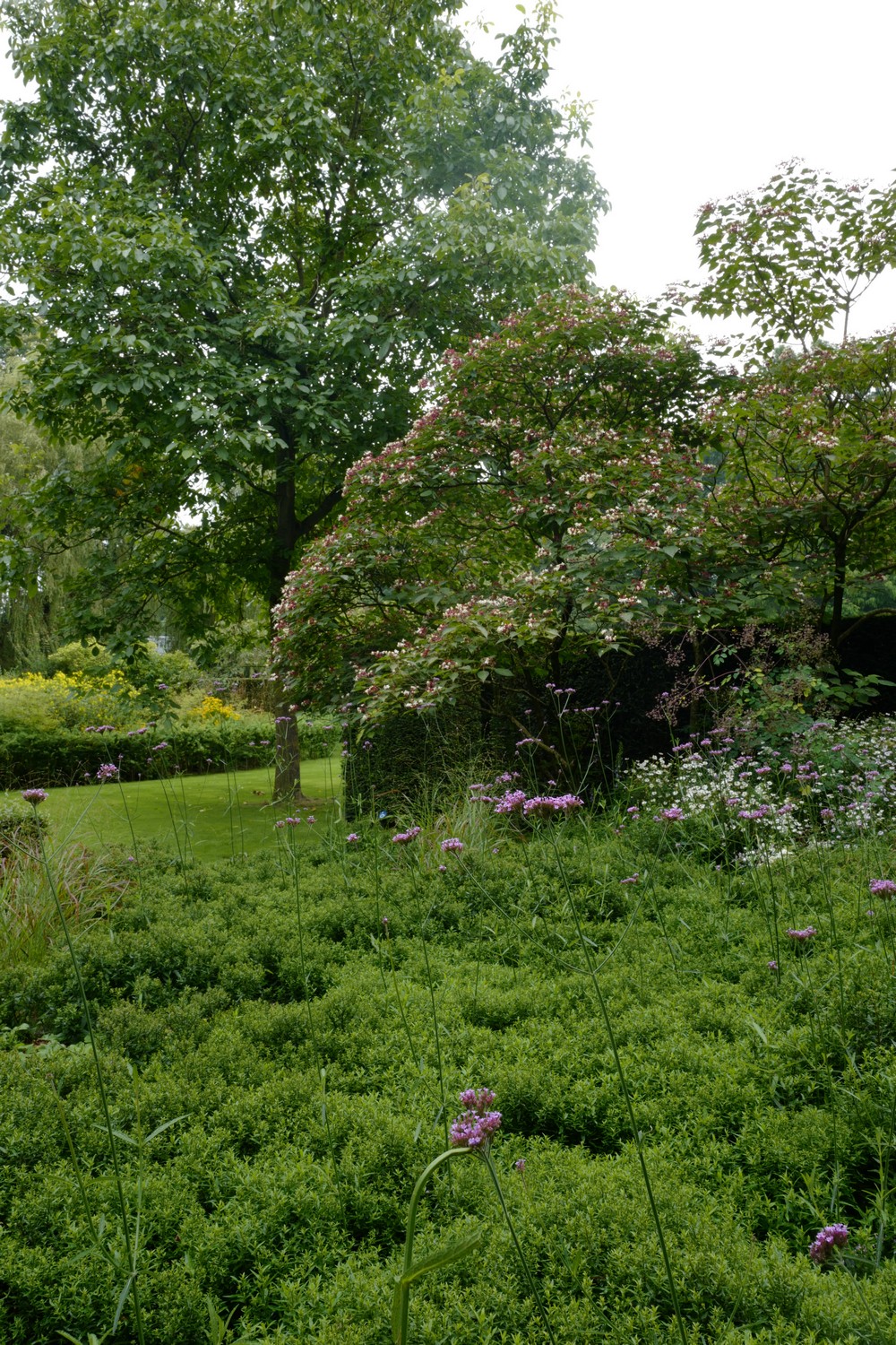 Clerodendrum trichotomum