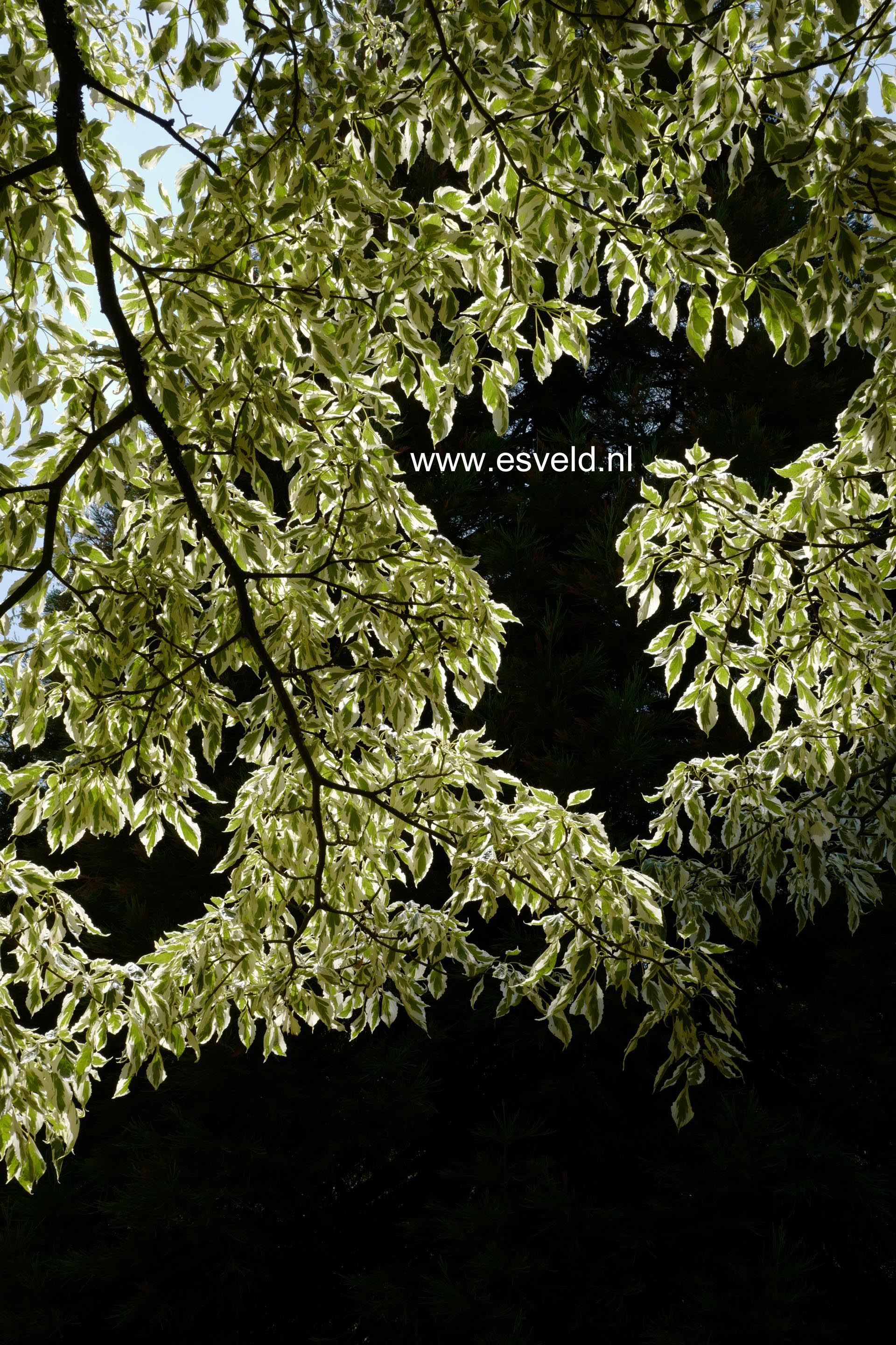 Cornus controversa 'Variegata'
