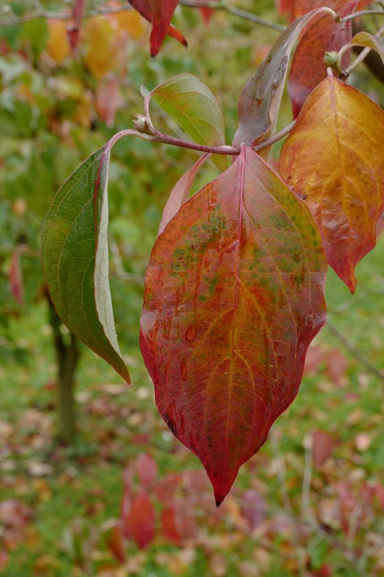 Cornus florida