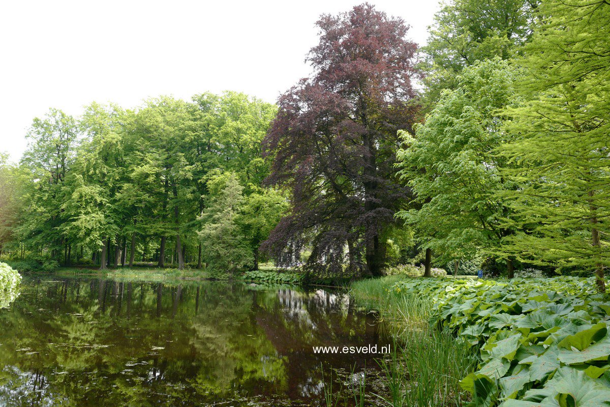 Fagus sylvatica 'Atropunicea'