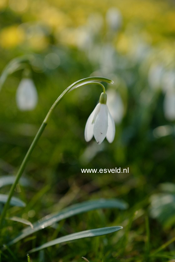 Galanthus nivalis