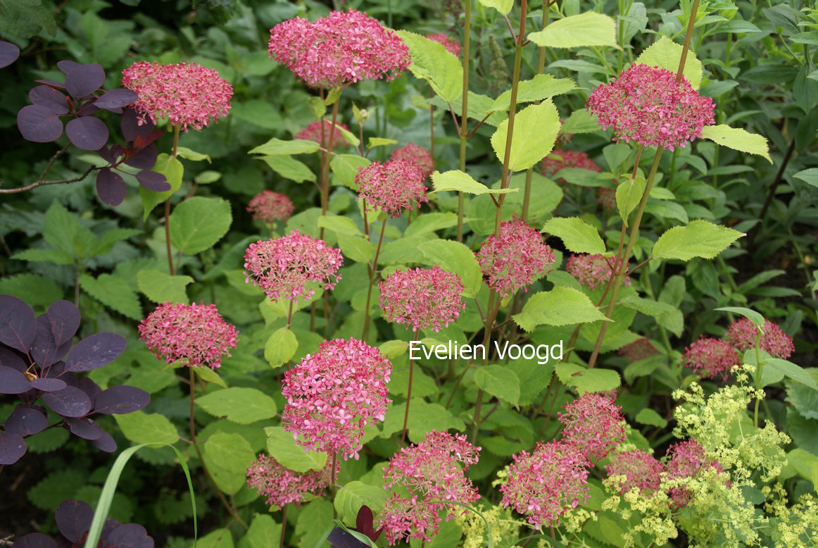 Hydrangea arborescens 'Ncha1' (INVINCIBELLE SPIRIT)