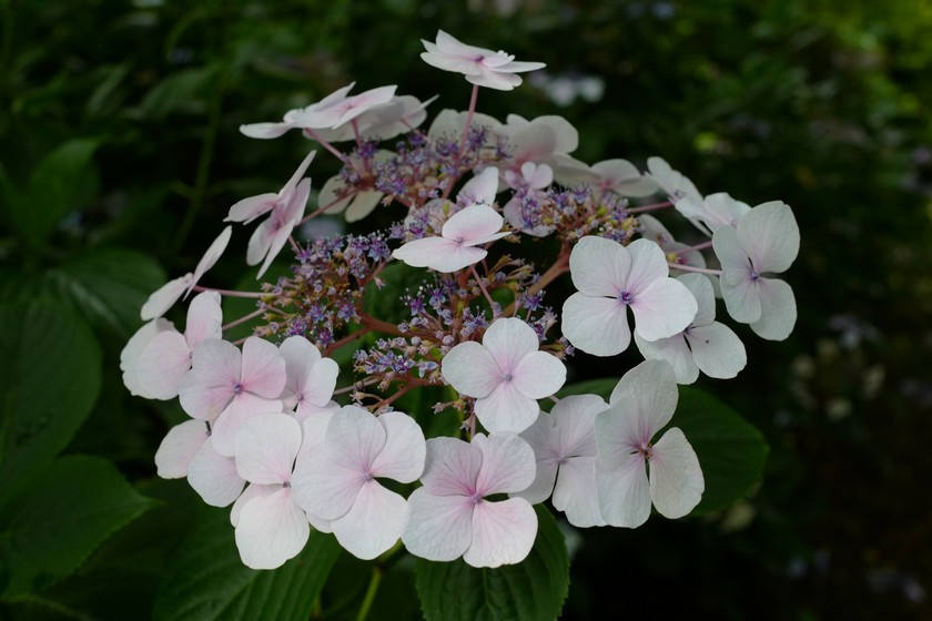 Hydrangea macrophylla 'Mariesii Perfecta'
