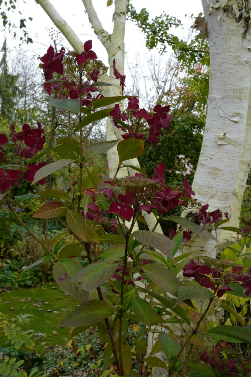 Hydrangea serrata 'Grayswood'