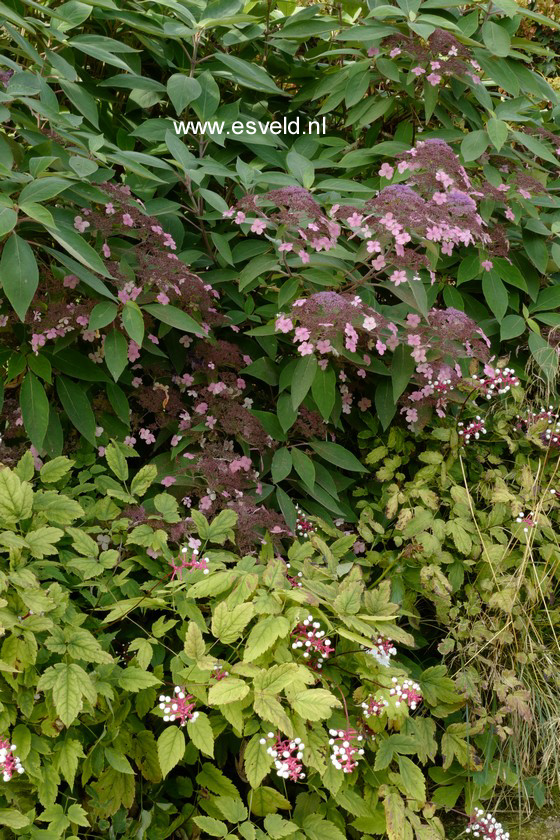 Hydrangea villosa