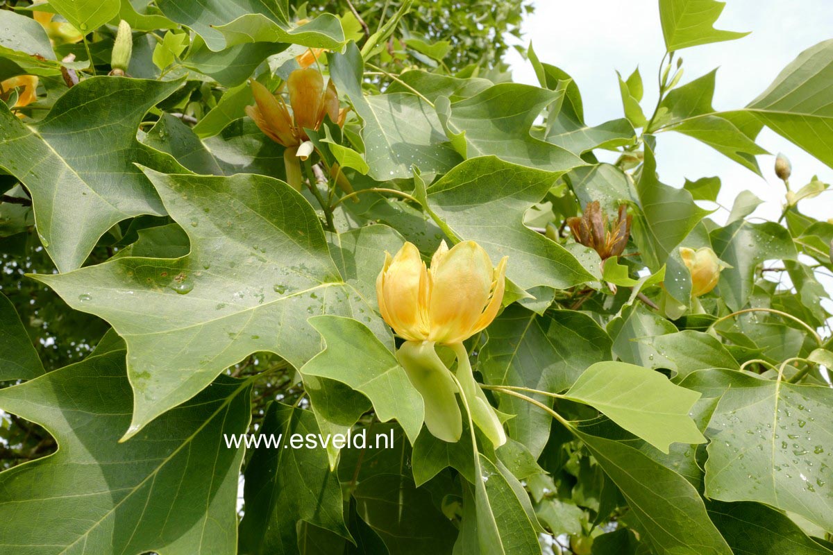 Liriodendron tulipifera