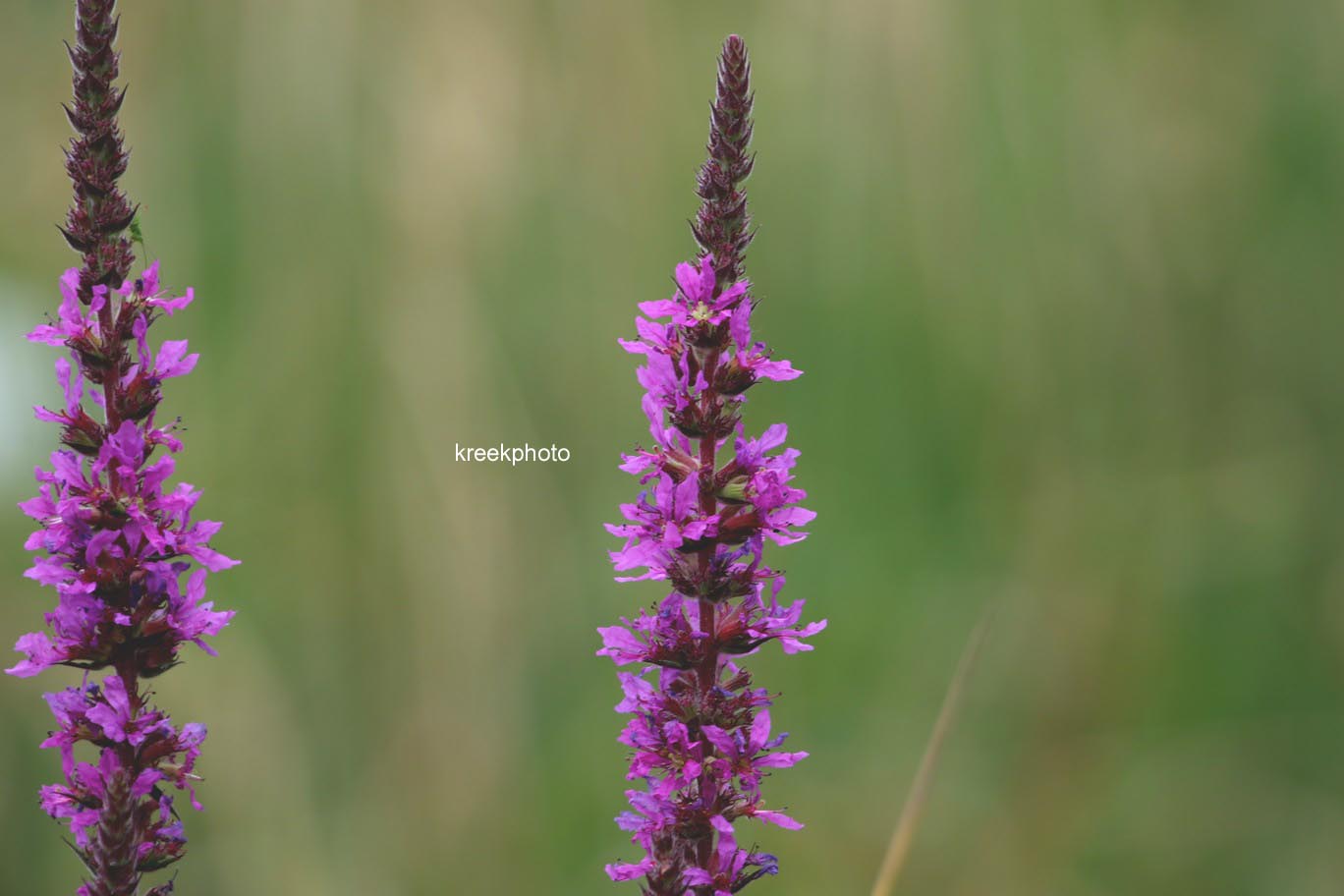 Lythrum salicaria