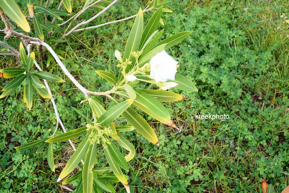 Nerium oleander