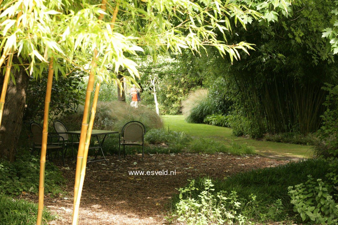 Phyllostachys aureosulcata 'Spectabilis'