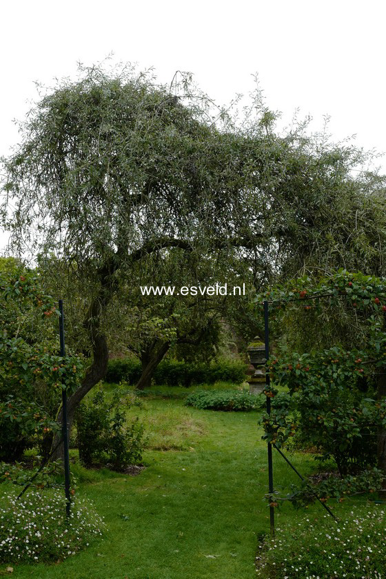 Pyrus salicifolia 'Pendula'