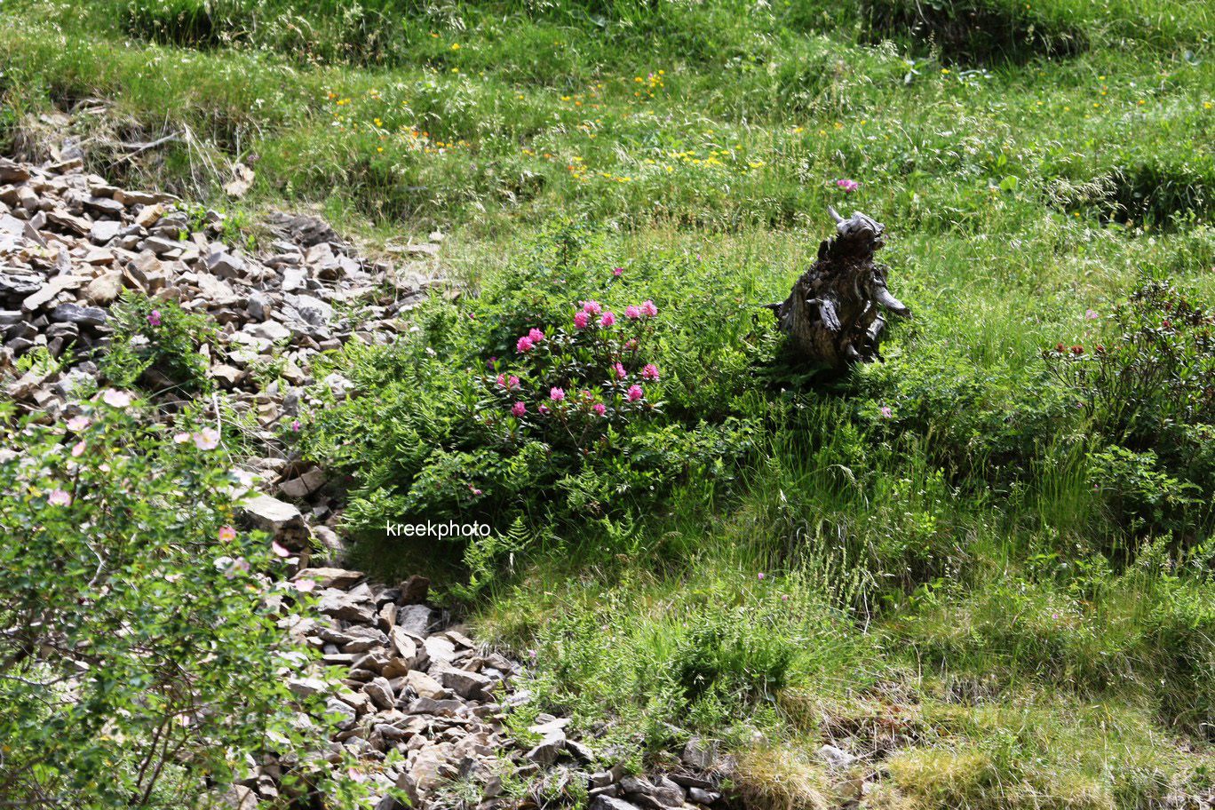 Rhododendron ferrugineum