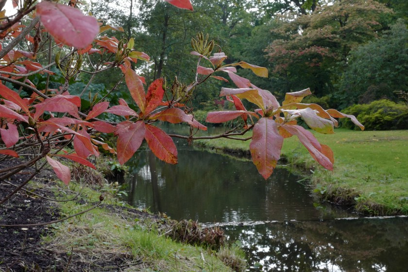 Rhododendron luteum