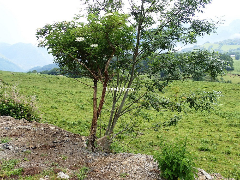 Sambucus nigra
