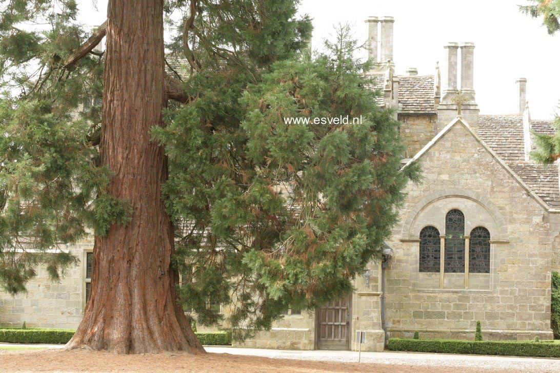 Sequoiadendron giganteum