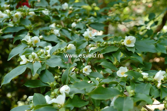 Stewartia sinensis