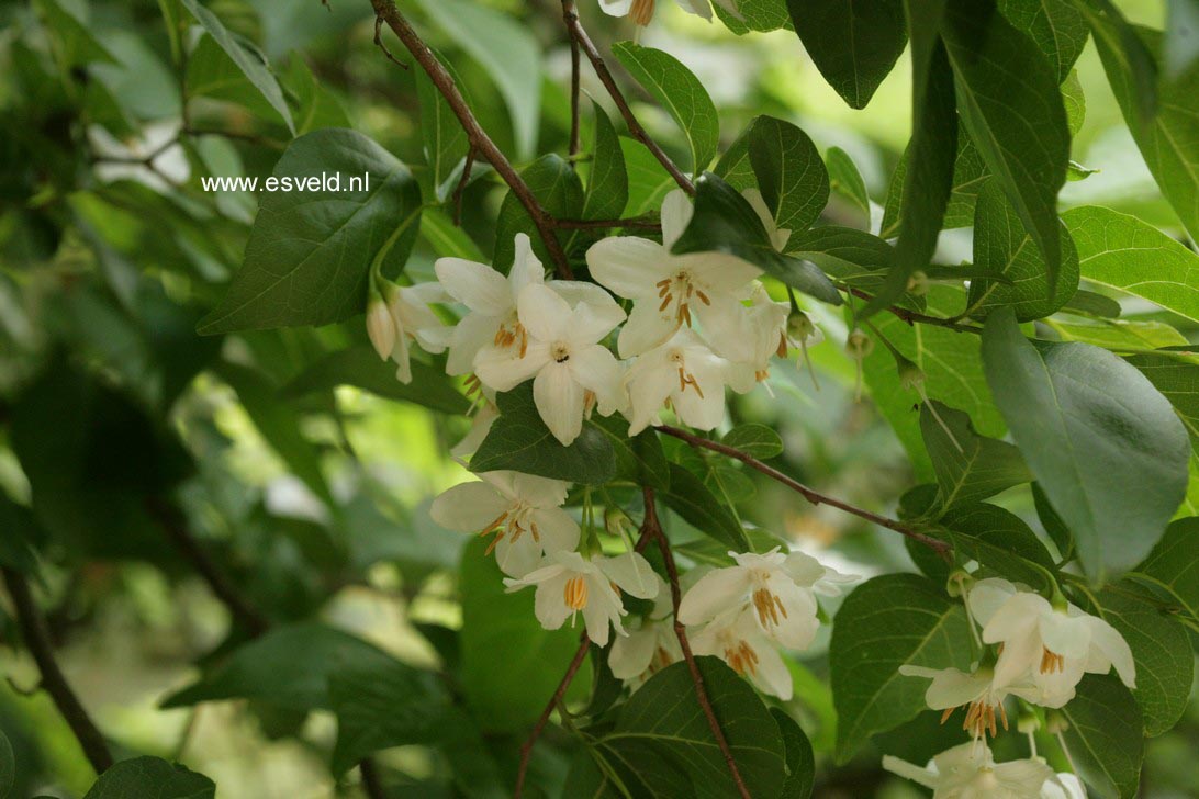 Styrax japonicus