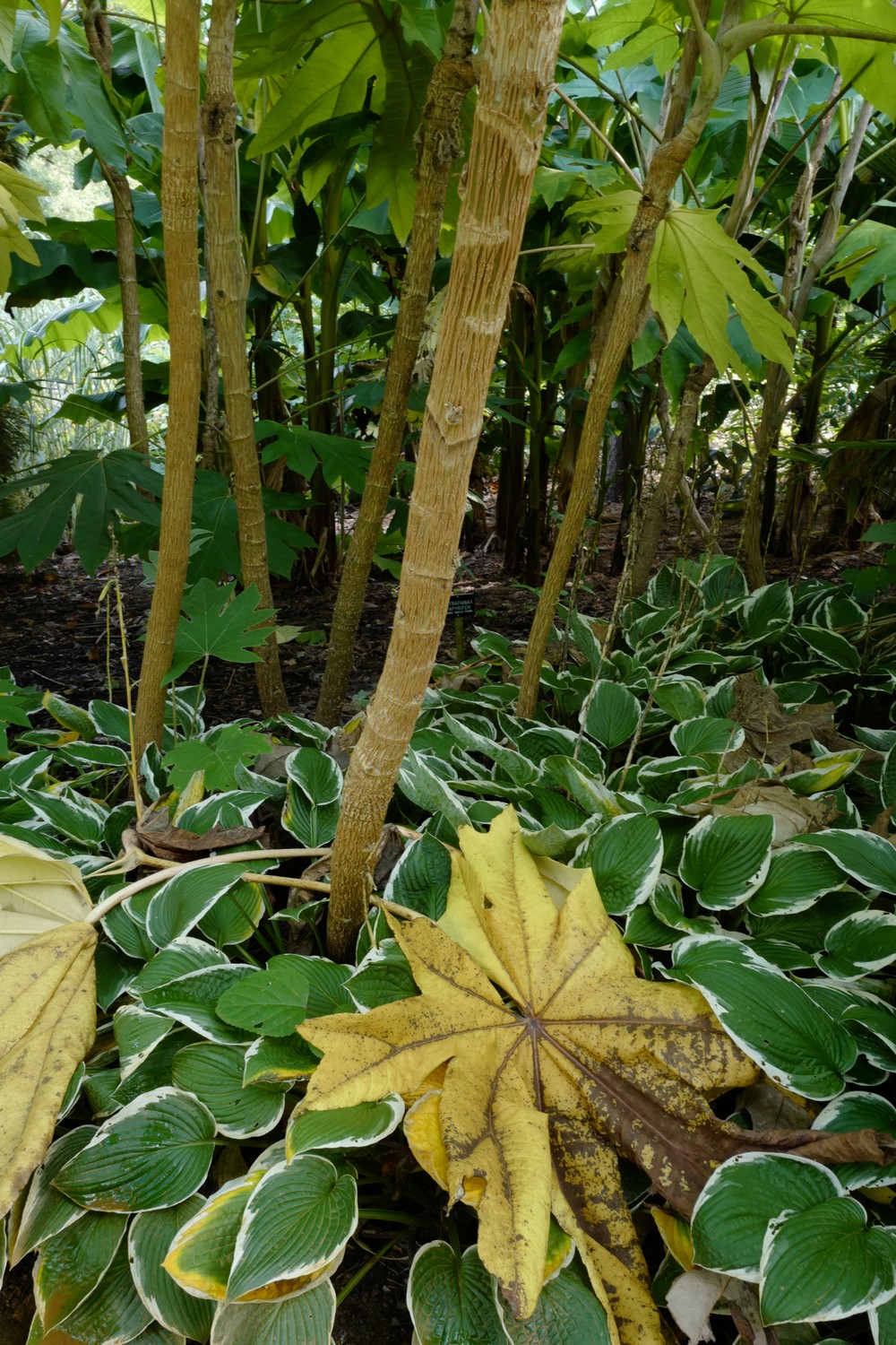Tetrapanax papyrifer